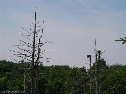 Nesting herons, Mont Orford Park, Quebec, in the Eastern Townships