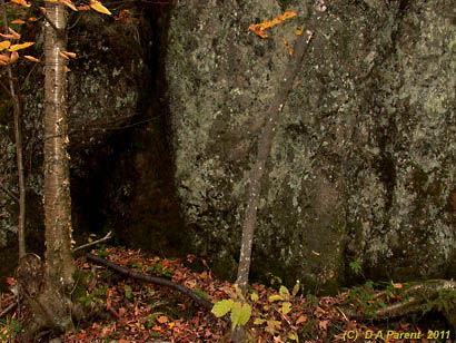 Fall yellow birch and igneus rock, Orford Park, Quebec