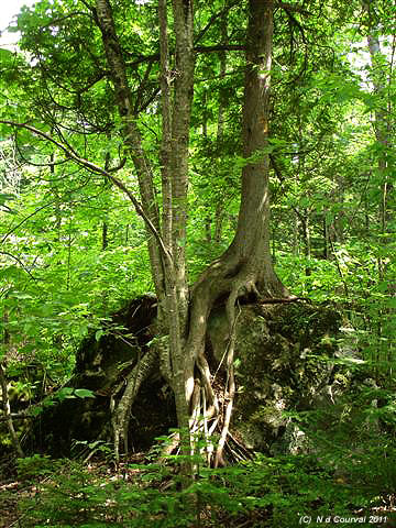 Tangles roots of yellow birch, Orford Park, Quebec