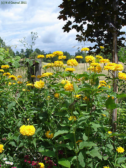 Flowers on ancestral land, Middlebury, Vermont