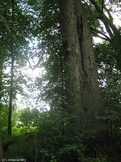 Deep woods near Breadloaf School of English, Vermont